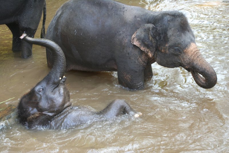 Day 9 - Chiang Mai - Elephant Camp 133